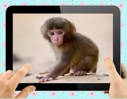 Baby Monkey Zrzut ekranu 1