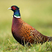 Pheasant sounds