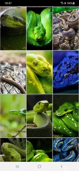 Snake Wallpapers Tangkapan skrin 3