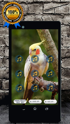 Cockatiel Singing : Cockatiel Sounds Ekran Görüntüsü 1