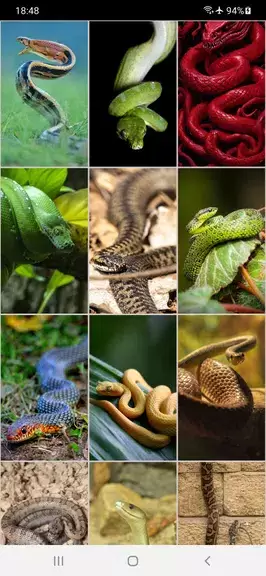 Snake Wallpapers Tangkapan skrin 1