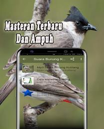 Schermata Suara Burung Kutilang Offline 1